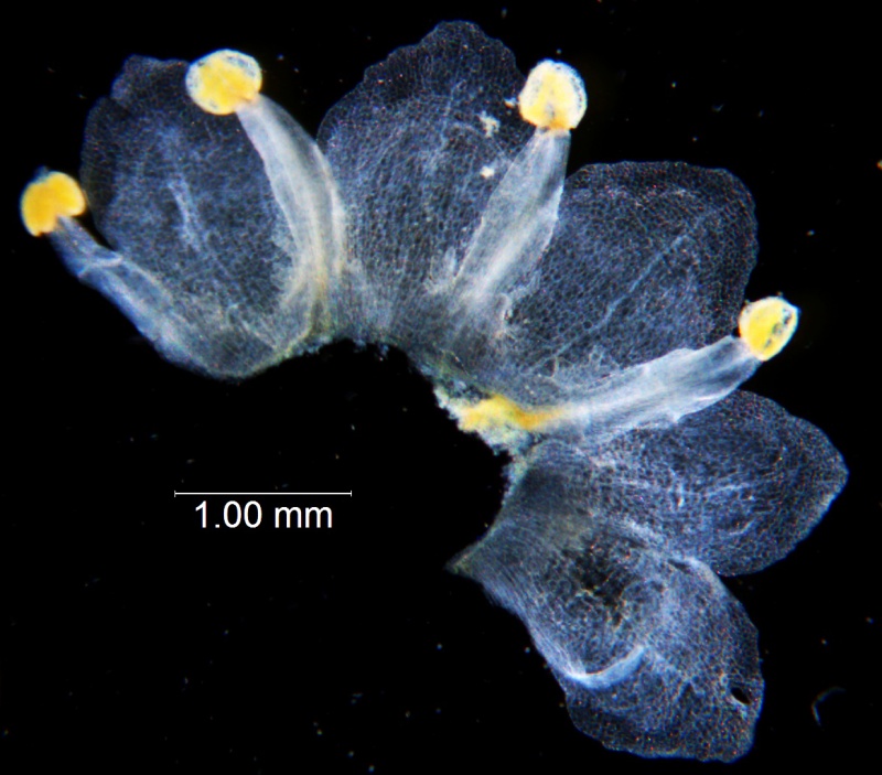 Cuscuta australis, dissected corolla