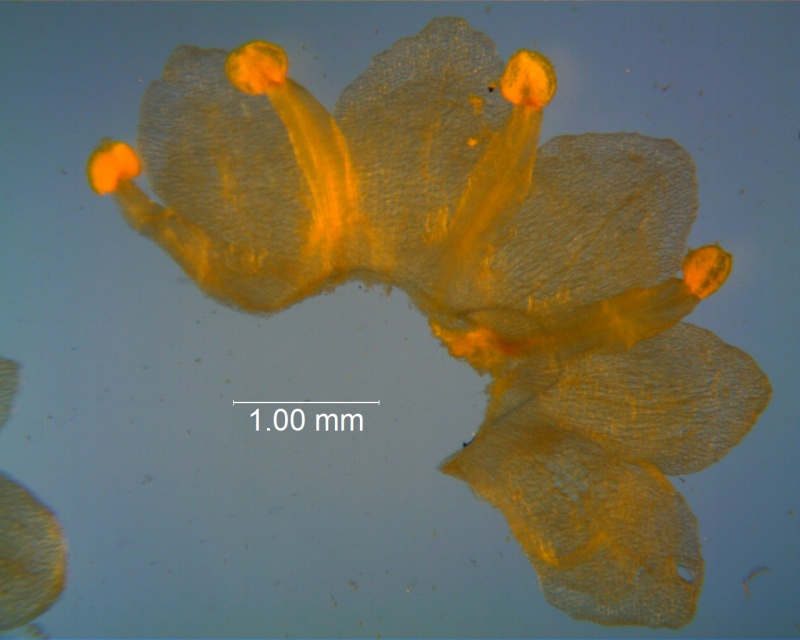 Cuscuta australis, dissected corolla