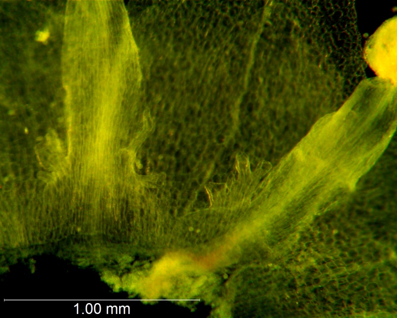 Cuscuta australis, reduced scales
