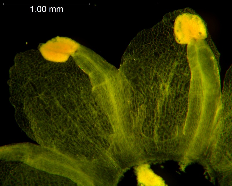 Cuscuta australis, reduced scales
