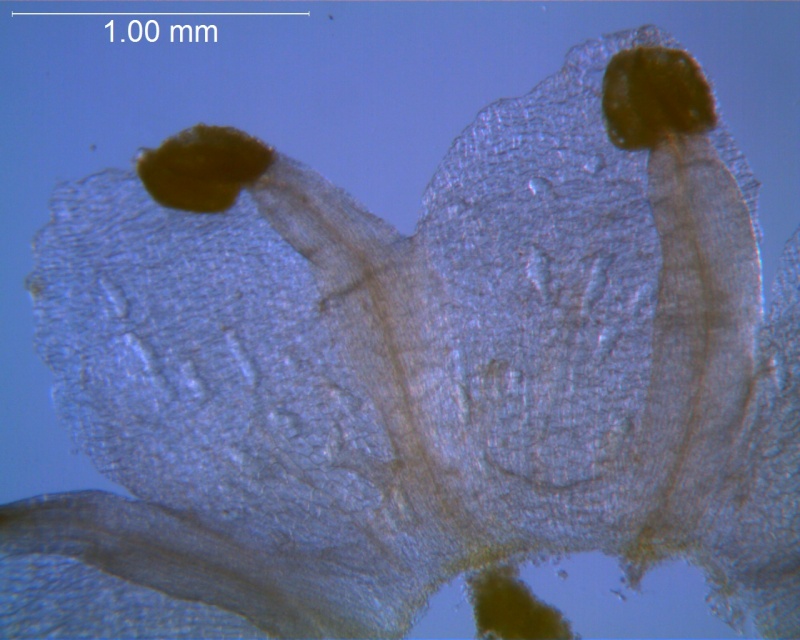 Cuscuta australis, reduced scales