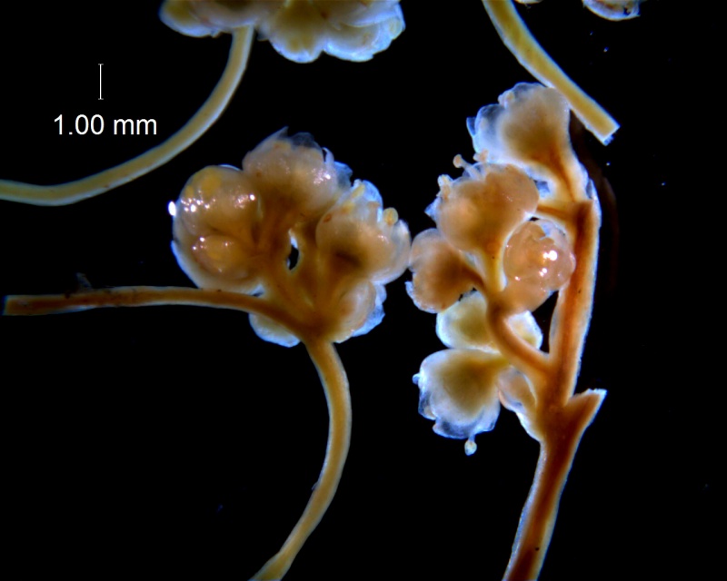 Cuscuta australis, inflorescence