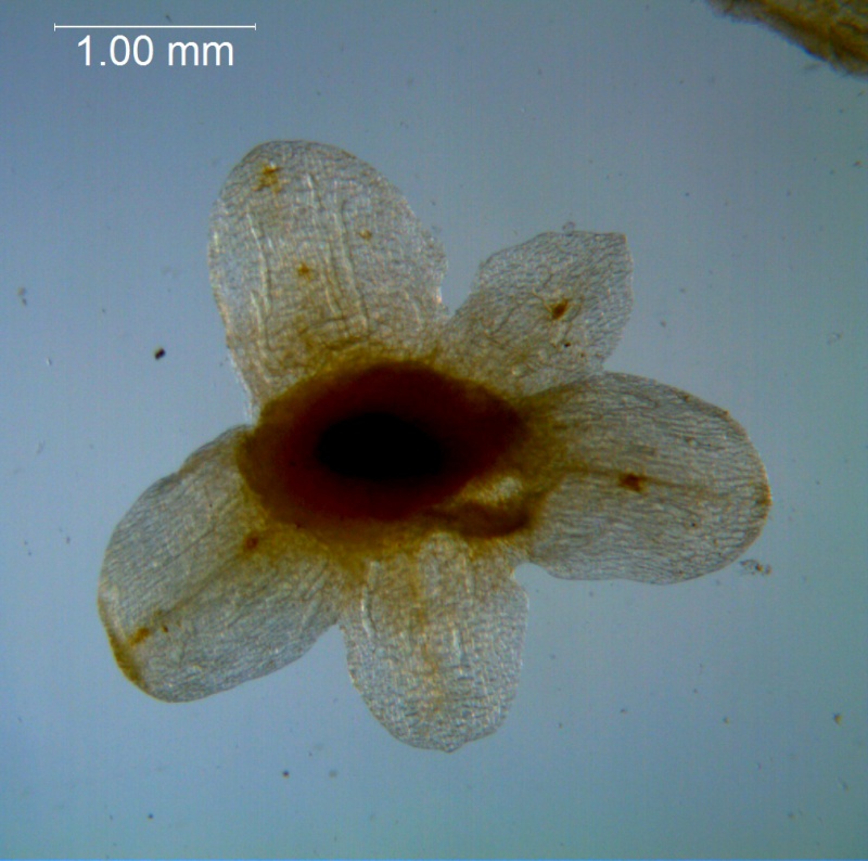 Cuscuta australis, dissected calyx