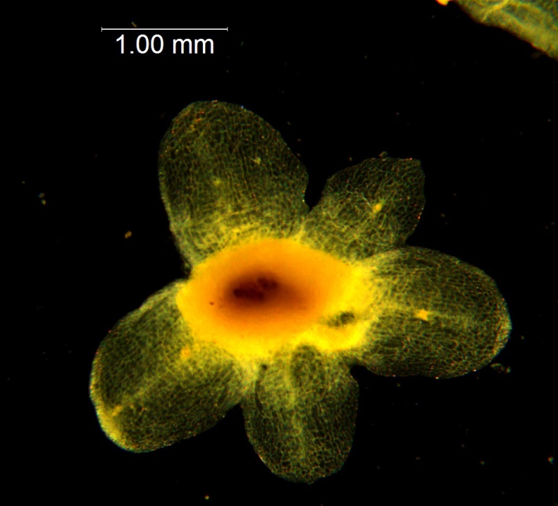 Cuscuta australis, dissected calyx