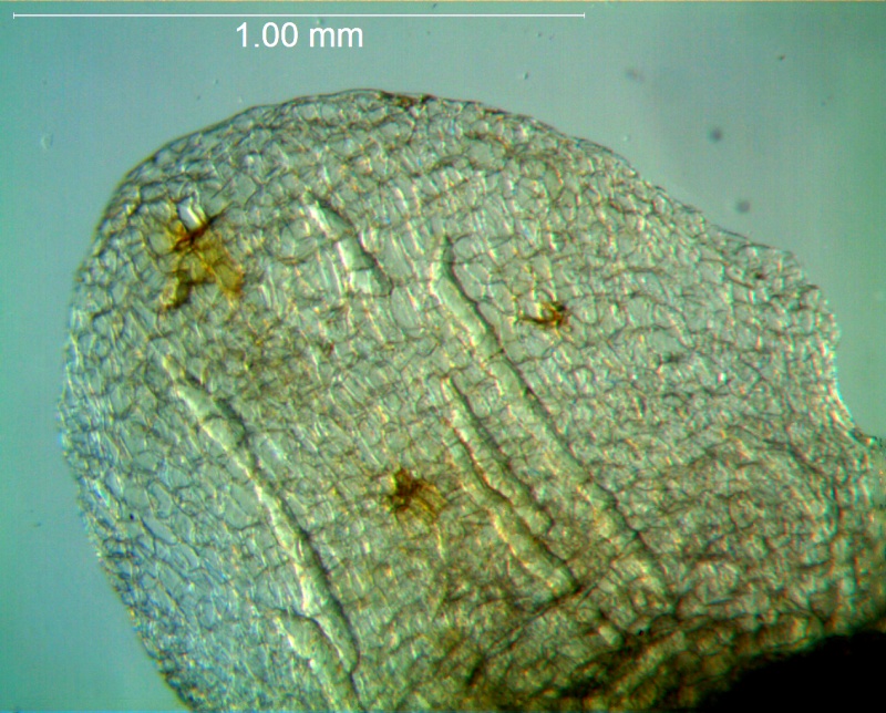 Cuscuta australis, calyx lobe