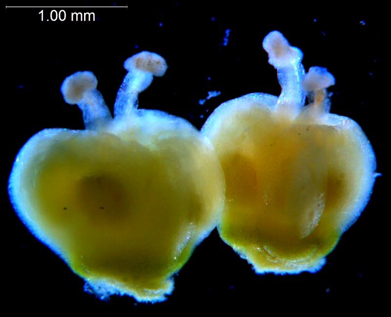 Cuscuta australis, gynoecia