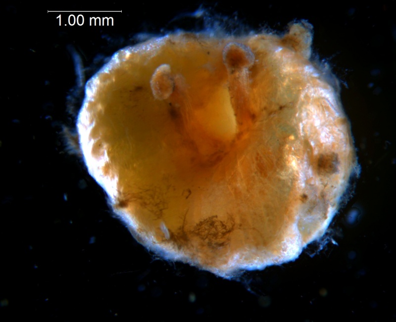 Cuscuta australis, capsule