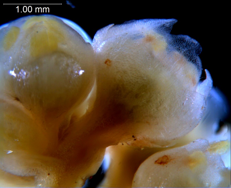 Cuscuta australis, flowers