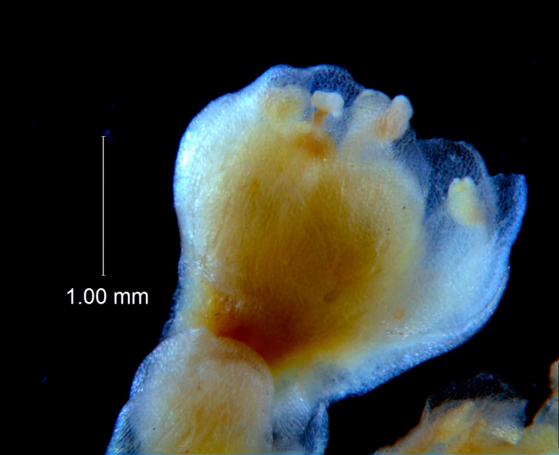 Cuscuta australis, flower