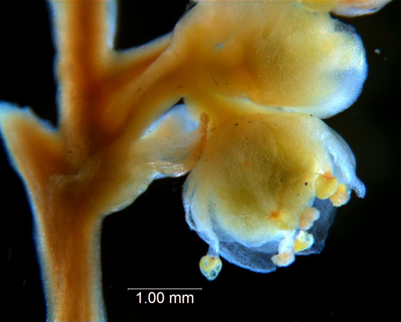 Cuscuta australis, flowers