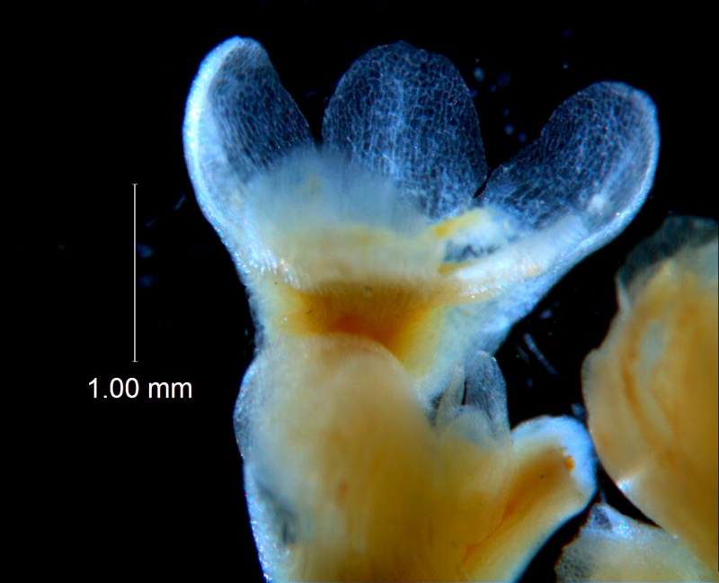 Cuscuta australis, calyx 3D