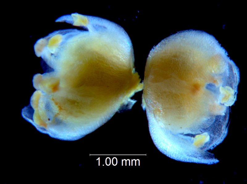 Cuscuta australis, corollas 3D