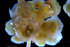 Cuscuta australis, inflorescence