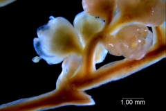 Cuscuta australis, inflorescence