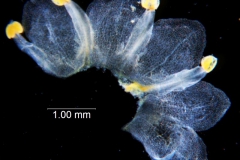 Cuscuta australis, dissected corolla
