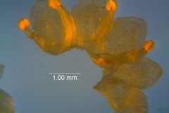 Cuscuta australis, dissected corolla