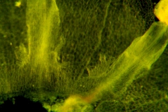 Cuscuta australis, reduced scales