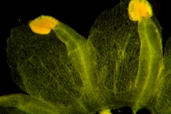 Cuscuta australis, reduced scales