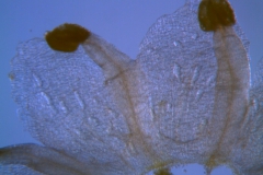 Cuscuta australis, reduced scales