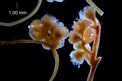 Cuscuta australis, inflorescence