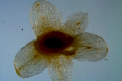 Cuscuta australis, dissected calyx