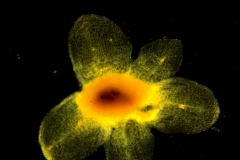 Cuscuta australis, dissected calyx