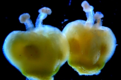 Cuscuta australis, gynoecia