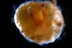 Cuscuta australis, capsule