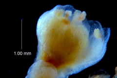 Cuscuta australis, flower