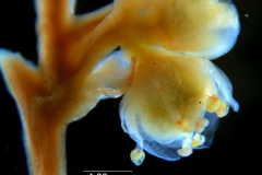 Cuscuta australis, flowers