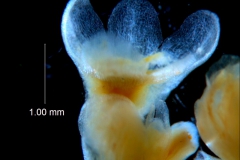 Cuscuta australis, calyx 3D