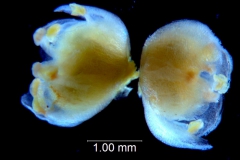 Cuscuta australis, corollas 3D