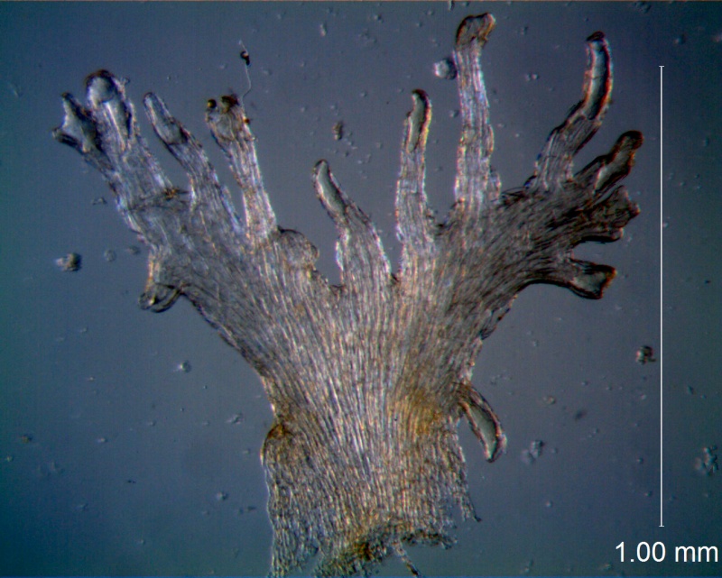 Cuscuta australis var. cesatiana; scale