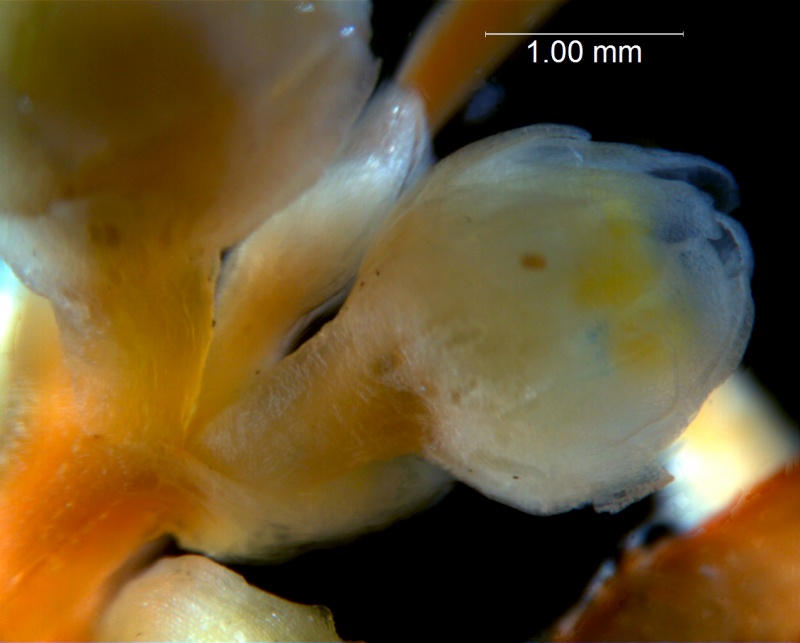 Cuscuta australis var. cesatiana; fragment inflorescence