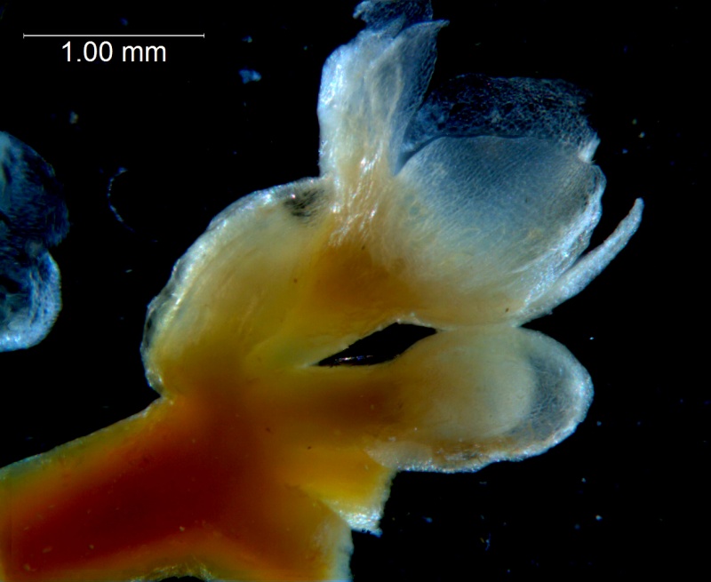 Cuscuta australis var. cesatiana; inflorescence; calyx 3D