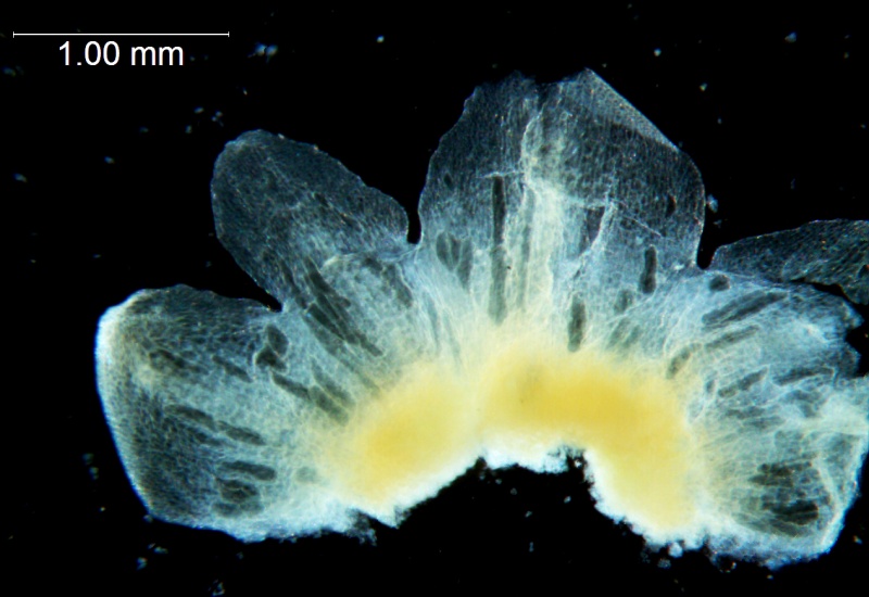 Cuscuta australis var. cesatiana; dissected calyx