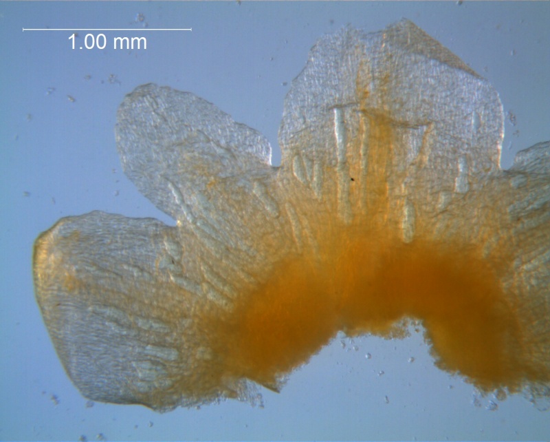 Cuscuta australis var. cesatiana; dissected calyx