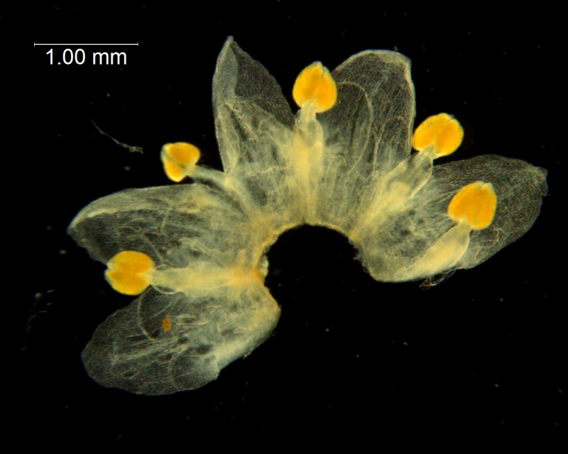 Cuscuta australis var. cesatiana; dissected corolla
