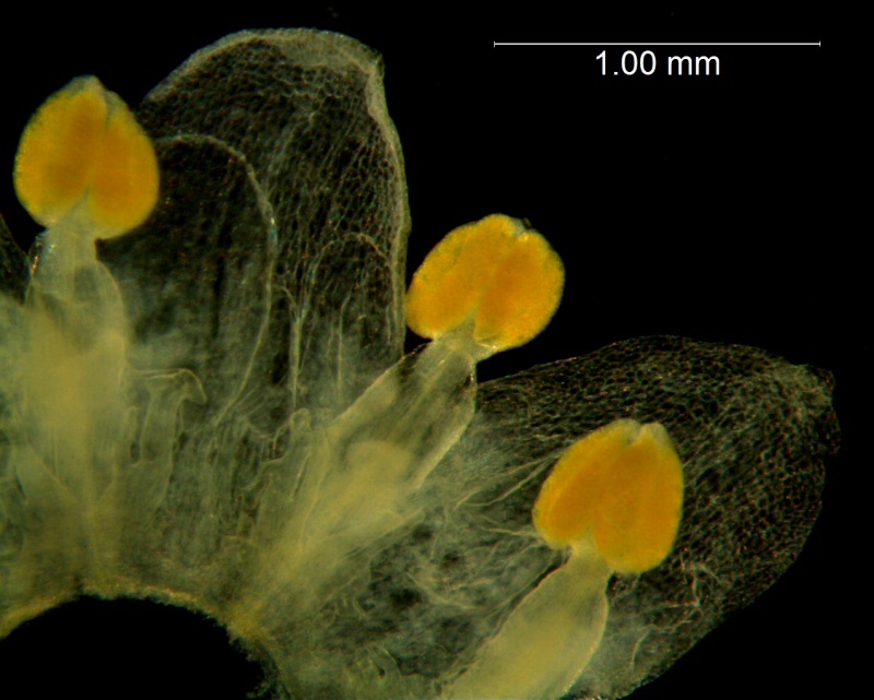 Cuscuta australis var. cesatiana; dissected corolla