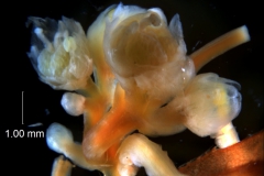 Cuscuta australis var. cesatiana; inflorescence