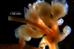 Cuscuta australis var. cesatiana; inflorescence