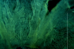 Cuscuta australis var. cesatiana; scale