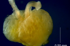 Cuscuta australis var. cesatiana; gynoecium