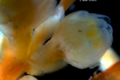 Cuscuta australis var. cesatiana; fragment inflorescence