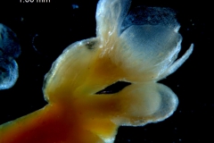 Cuscuta australis var. cesatiana; inflorescence; calyx 3D