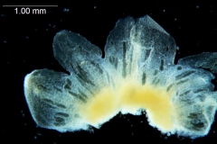 Cuscuta australis var. cesatiana; dissected calyx