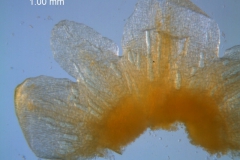 Cuscuta australis var. cesatiana; dissected calyx