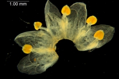 Cuscuta australis var. cesatiana; dissected corolla