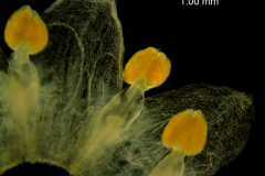 Cuscuta australis var. cesatiana; dissected corolla