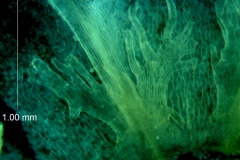 Cuscuta australis var. cesatiana; scale